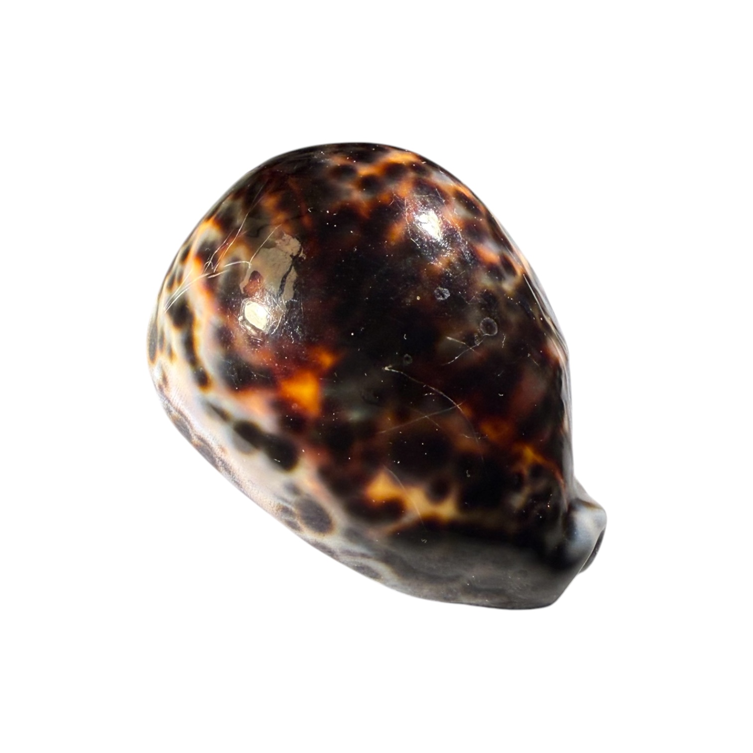 BC443 Cypraea tigris lorenzi - DARK - Image 2
