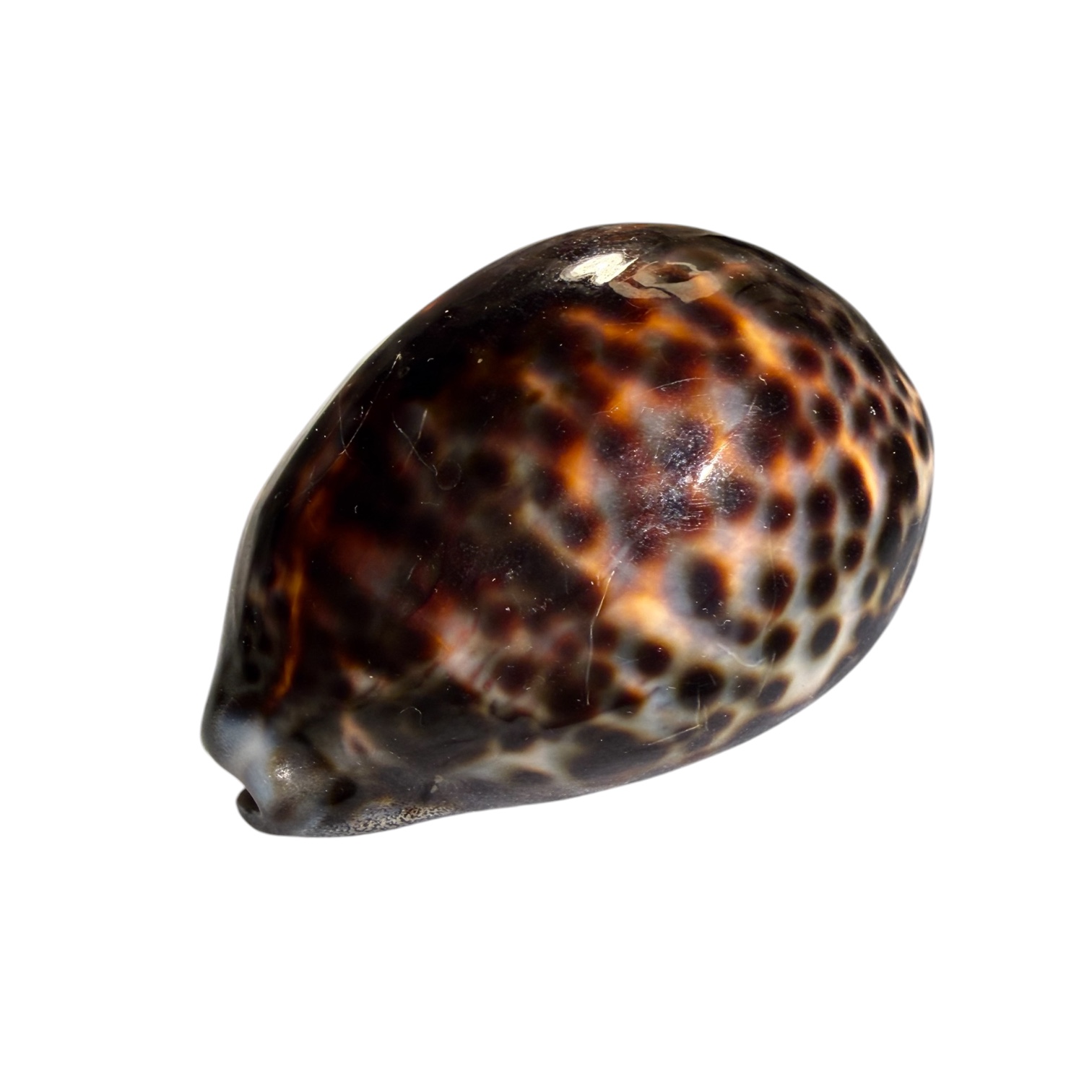 BC443 Cypraea tigris lorenzi - DARK - Image 3