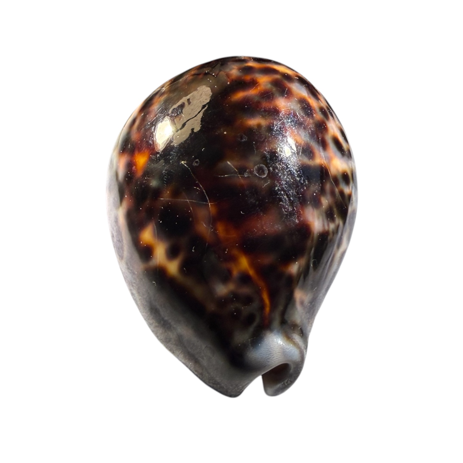 BC443 Cypraea tigris lorenzi - DARK - Image 4