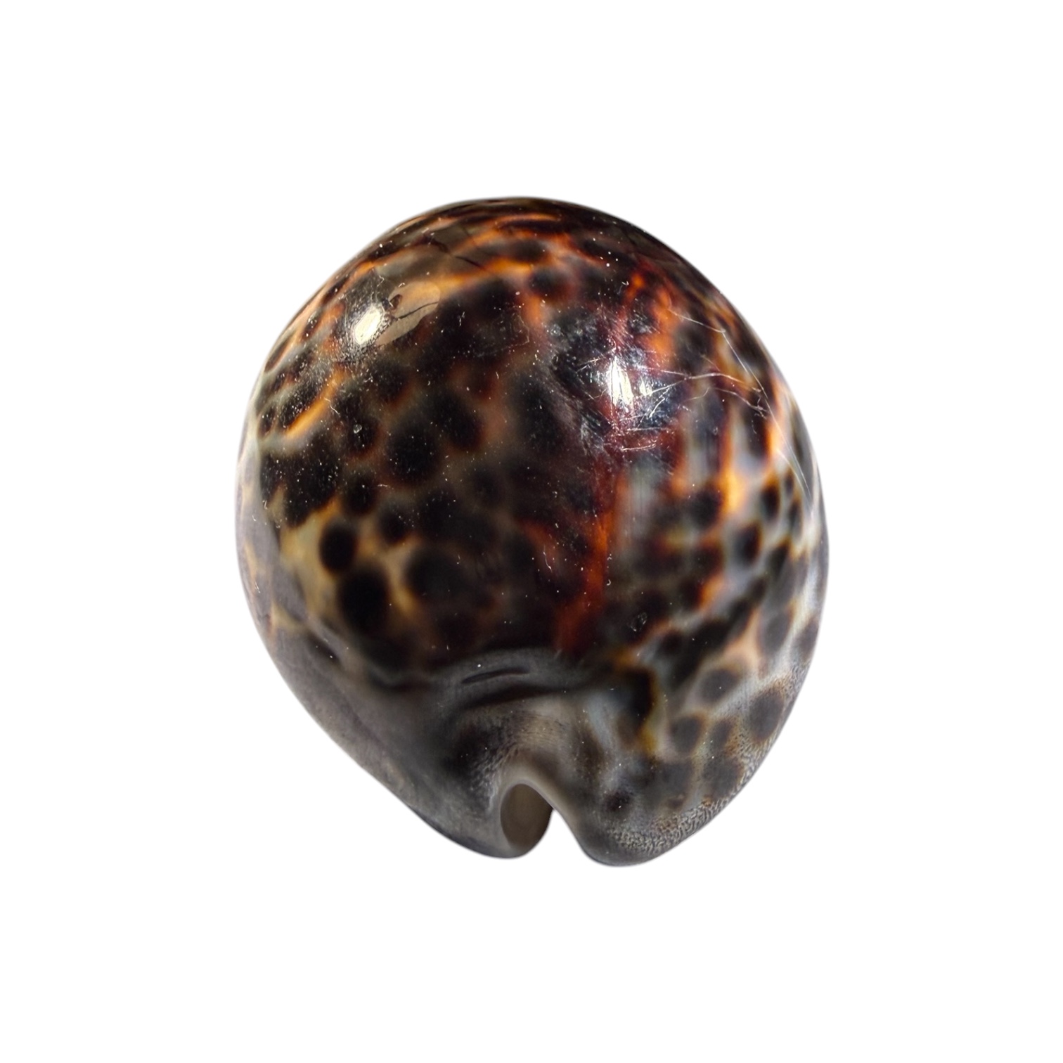 BC443 Cypraea tigris lorenzi - DARK - Image 5