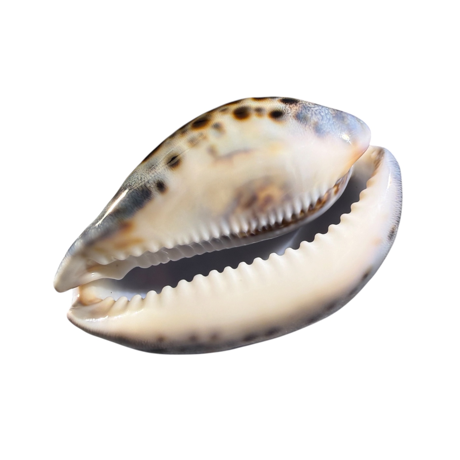 BC443 Cypraea tigris lorenzi - DARK - Image 6