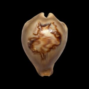 BC418 Barycypraea fultoni amorimi - TOP SHELL