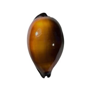 BC416 Talparia exusta