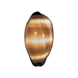 BC422 Talparia talpa vivida - MARQUESAS