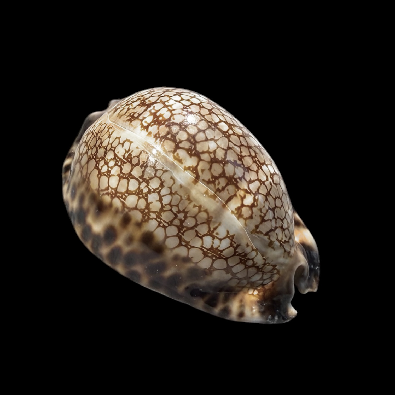 BC423 Mauritia maculifera martybealsi - HUGE - Image 2