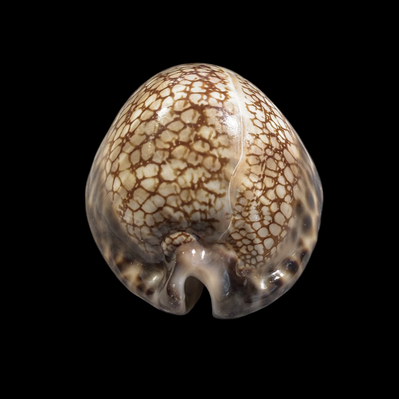 BC423 Mauritia maculifera martybealsi - HUGE - Image 5