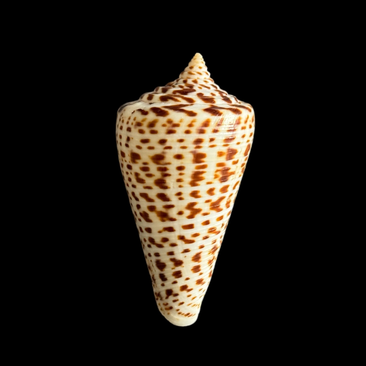 BC426 Conus lorenzianus w/o