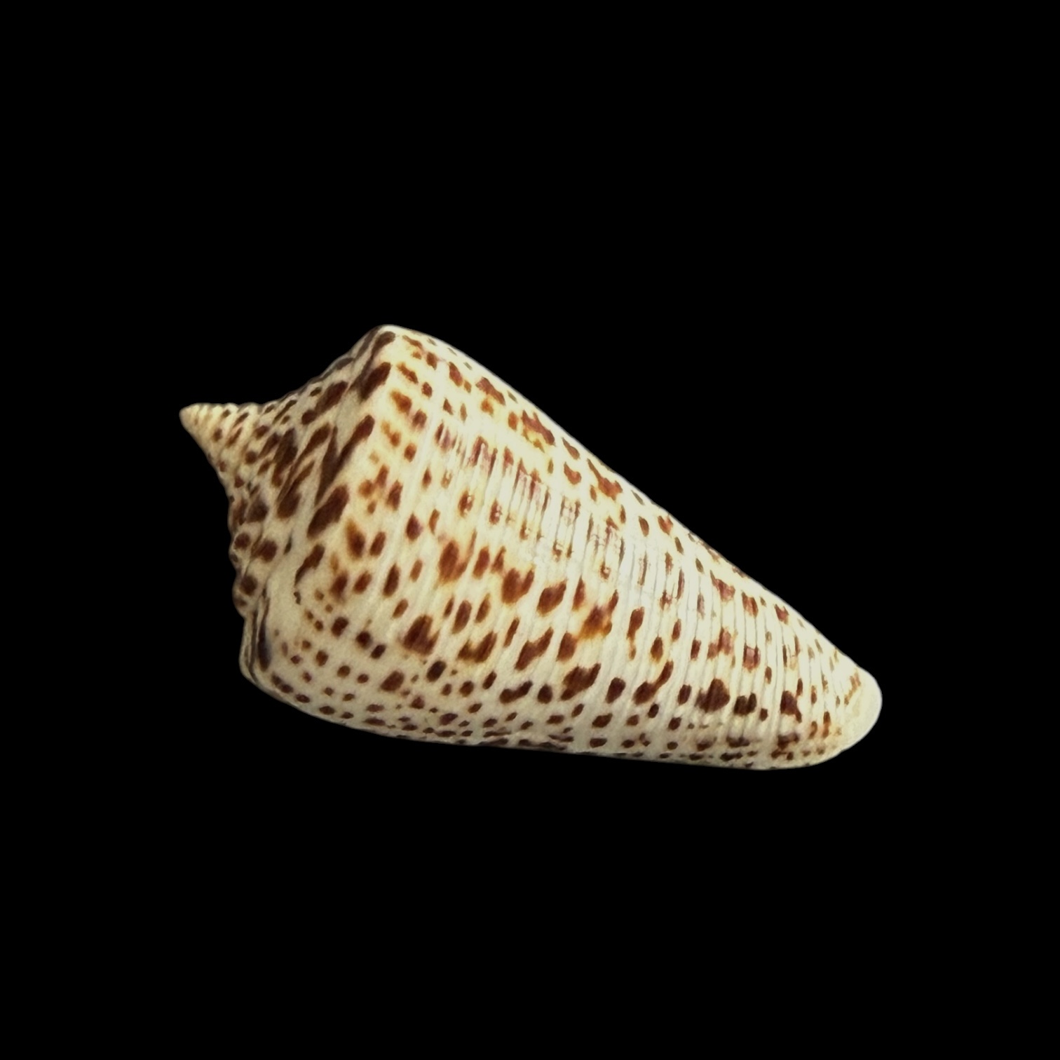 BC426 Conus lorenzianus w/o - Image 2
