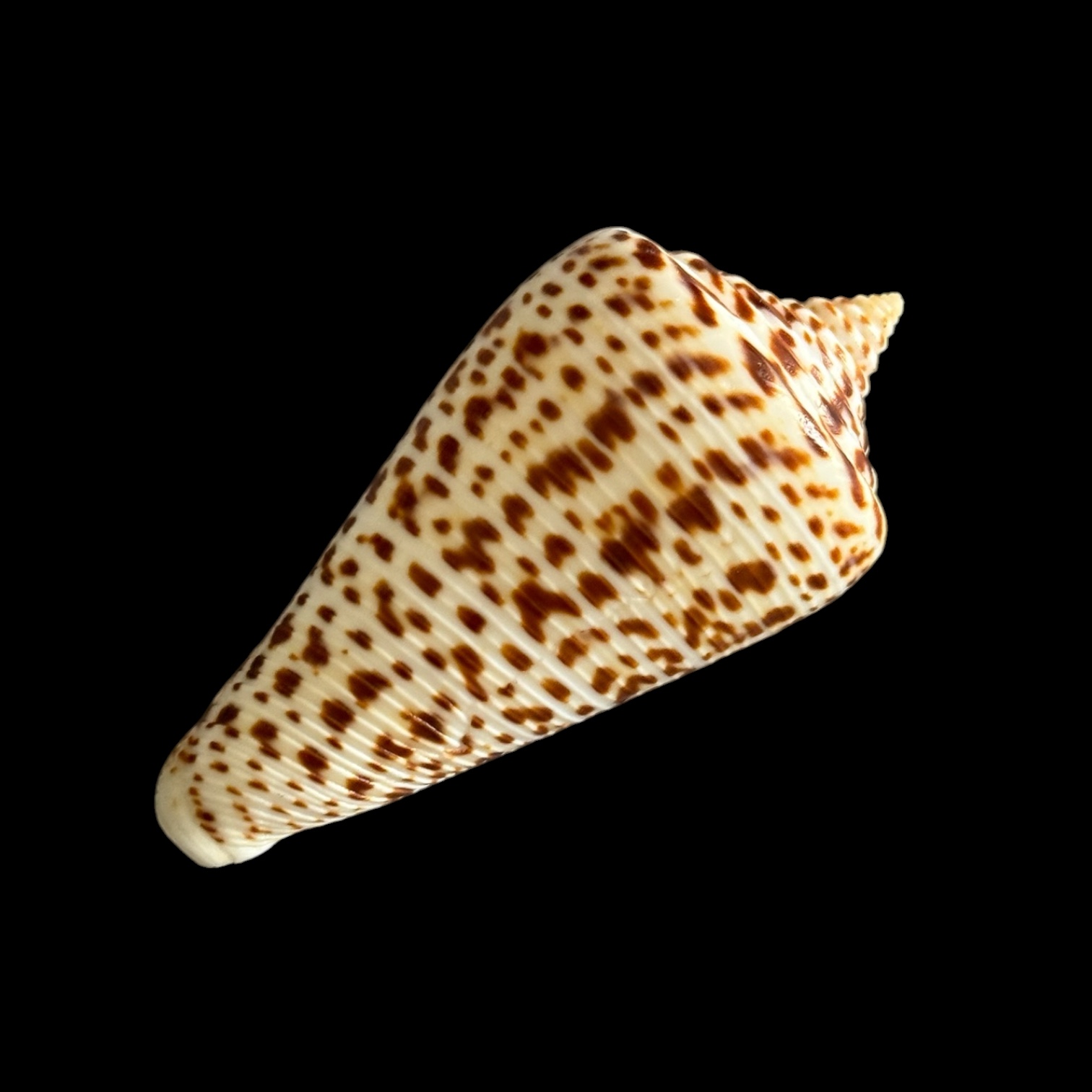 BC426 Conus lorenzianus w/o - Image 3