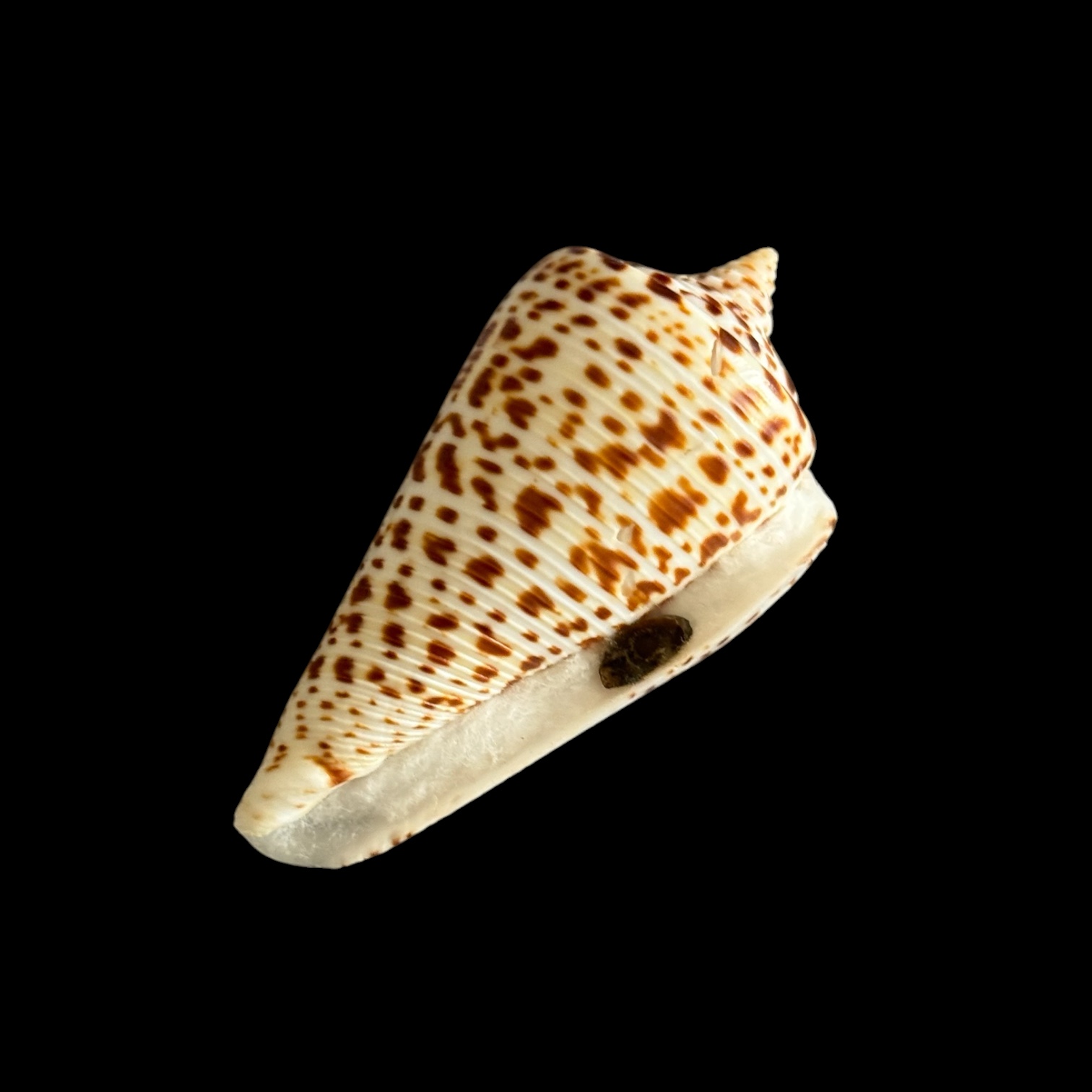 BC426 Conus lorenzianus w/o - Image 4
