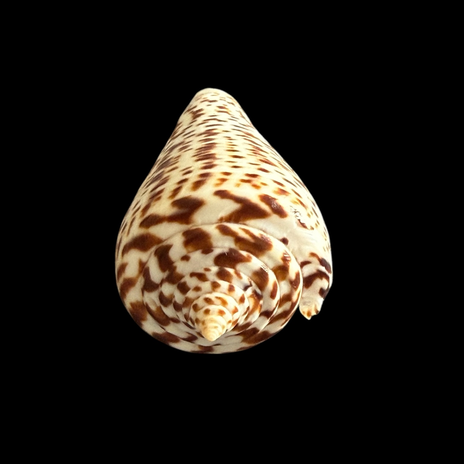 BC426 Conus lorenzianus w/o - Image 5