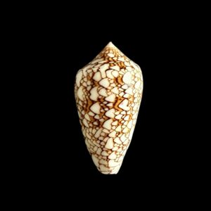 BC427 Conus textile - POLYNESIA VAR.