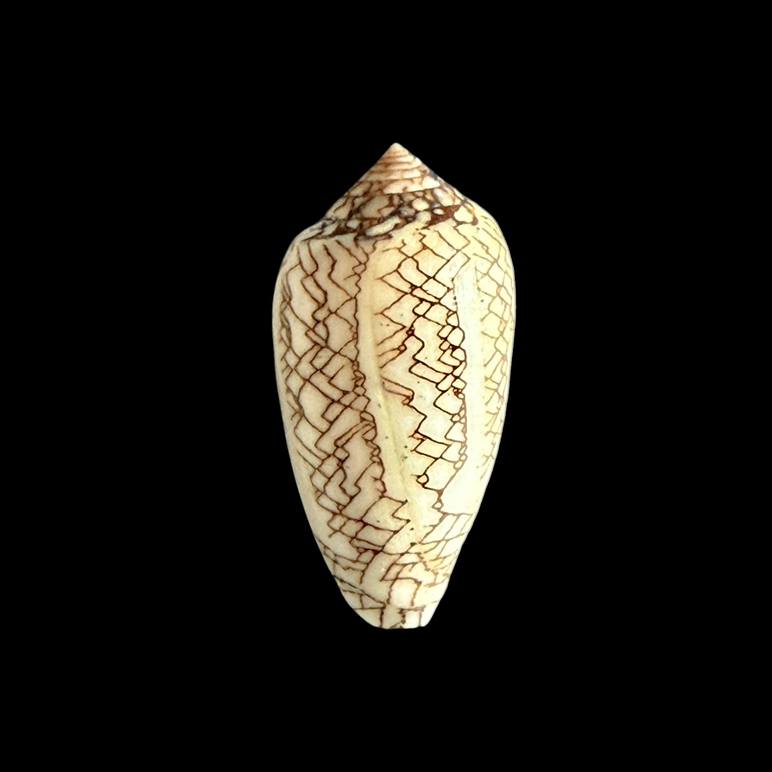BC425 Conus textile concatenatus