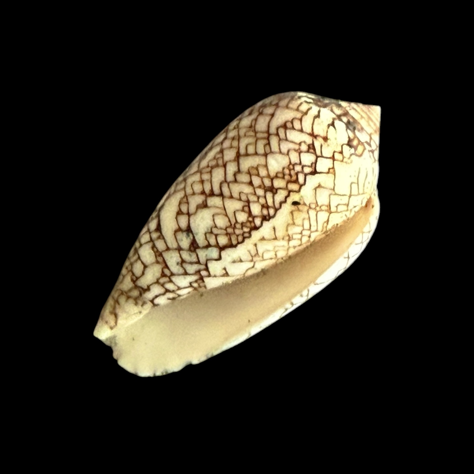 BC425 Conus textile concatenatus - Image 2