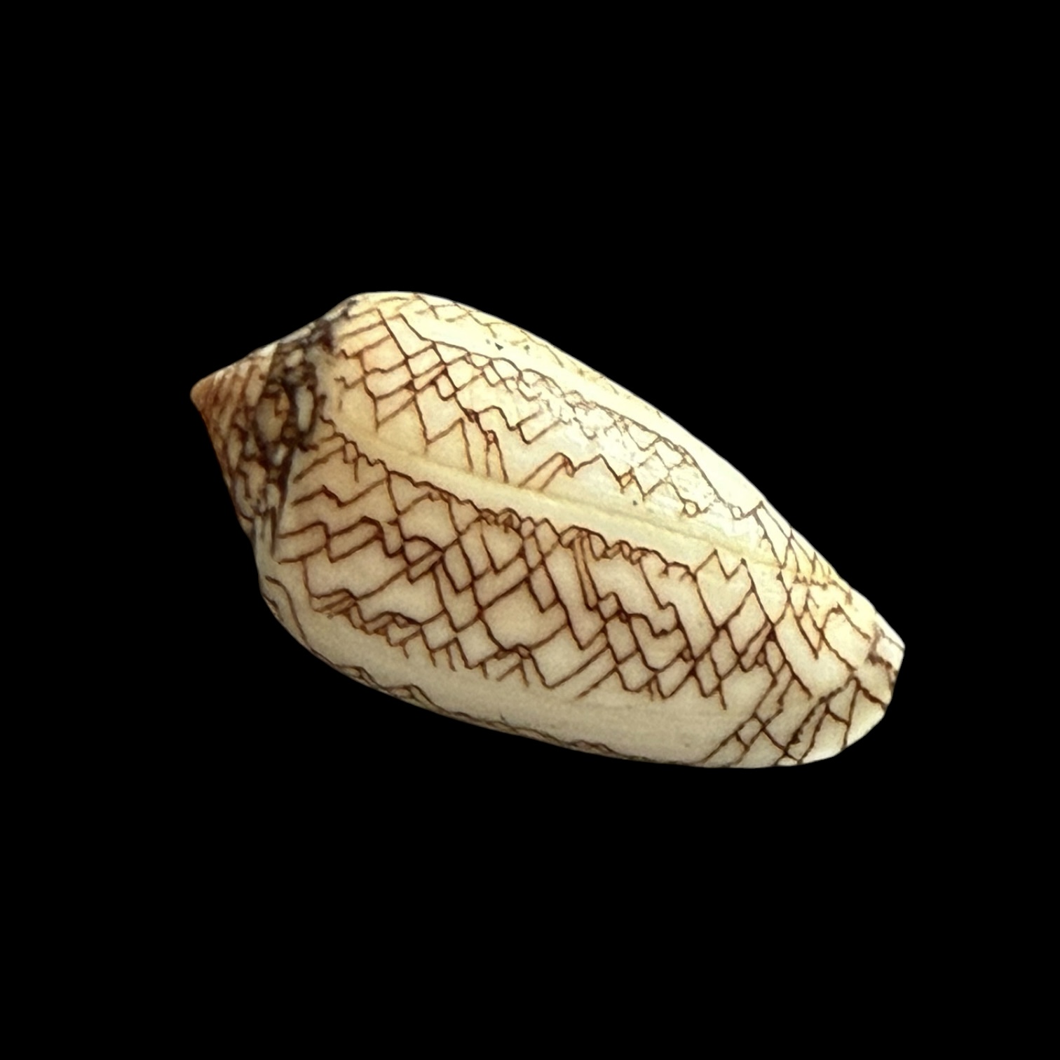 BC425 Conus textile concatenatus - Image 3