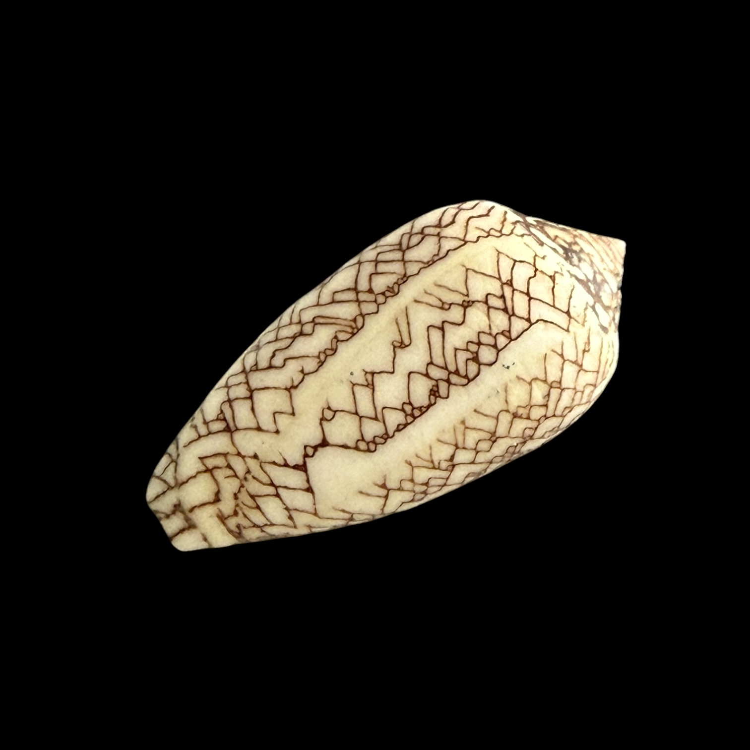 BC425 Conus textile concatenatus - Image 4