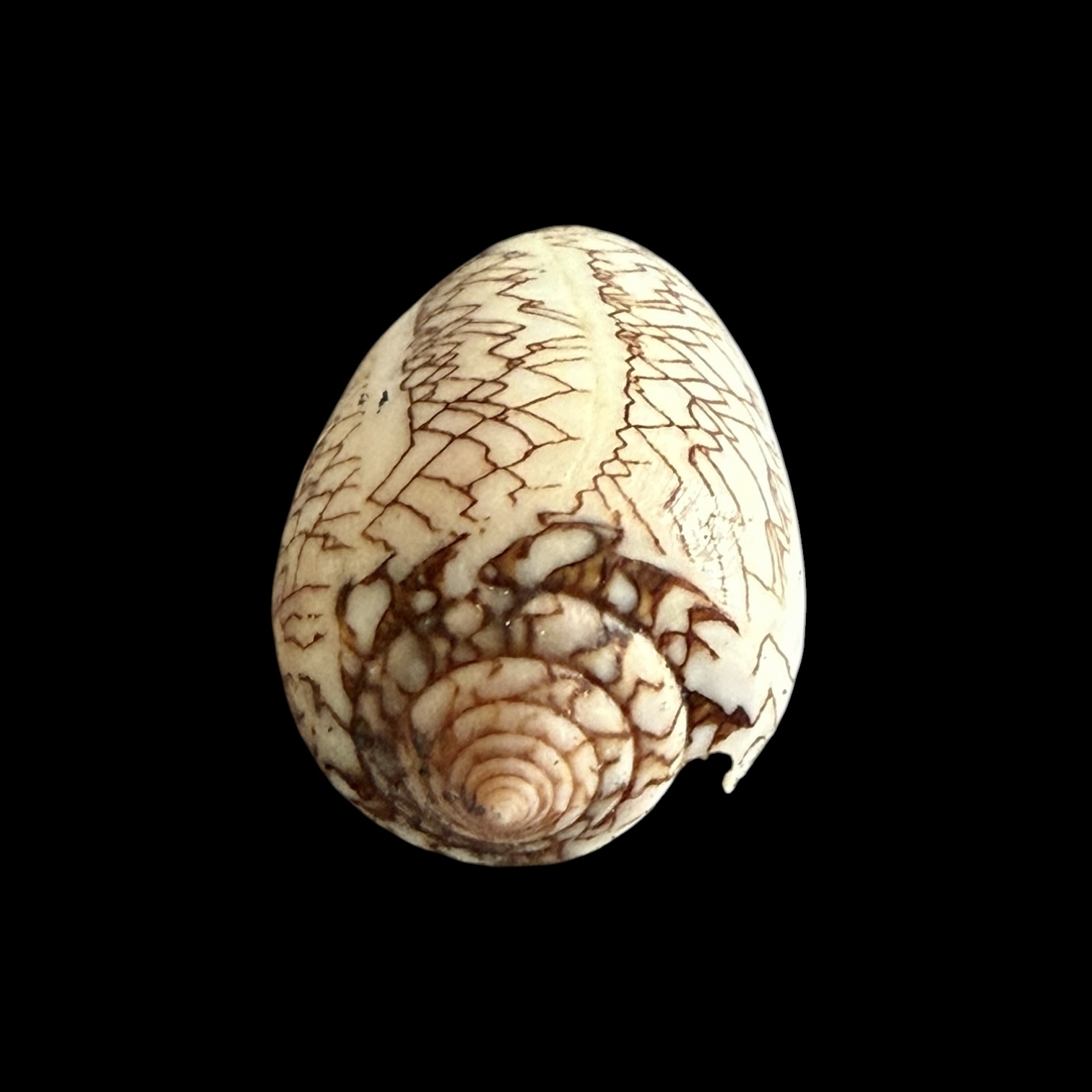 BC425 Conus textile concatenatus - Image 5