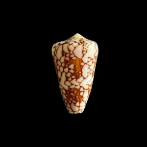 BC424 Conus ganensis - MALDIVES