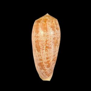 BC428 Conus vicweei
