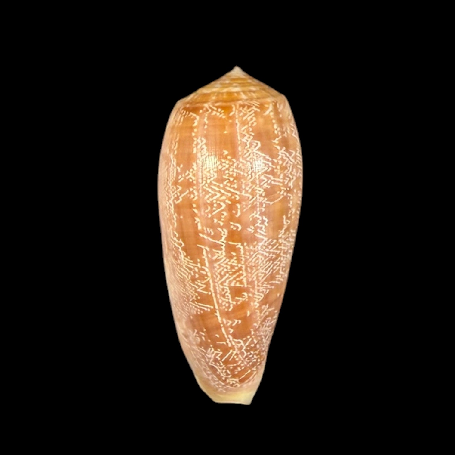BC428 Conus vicweei