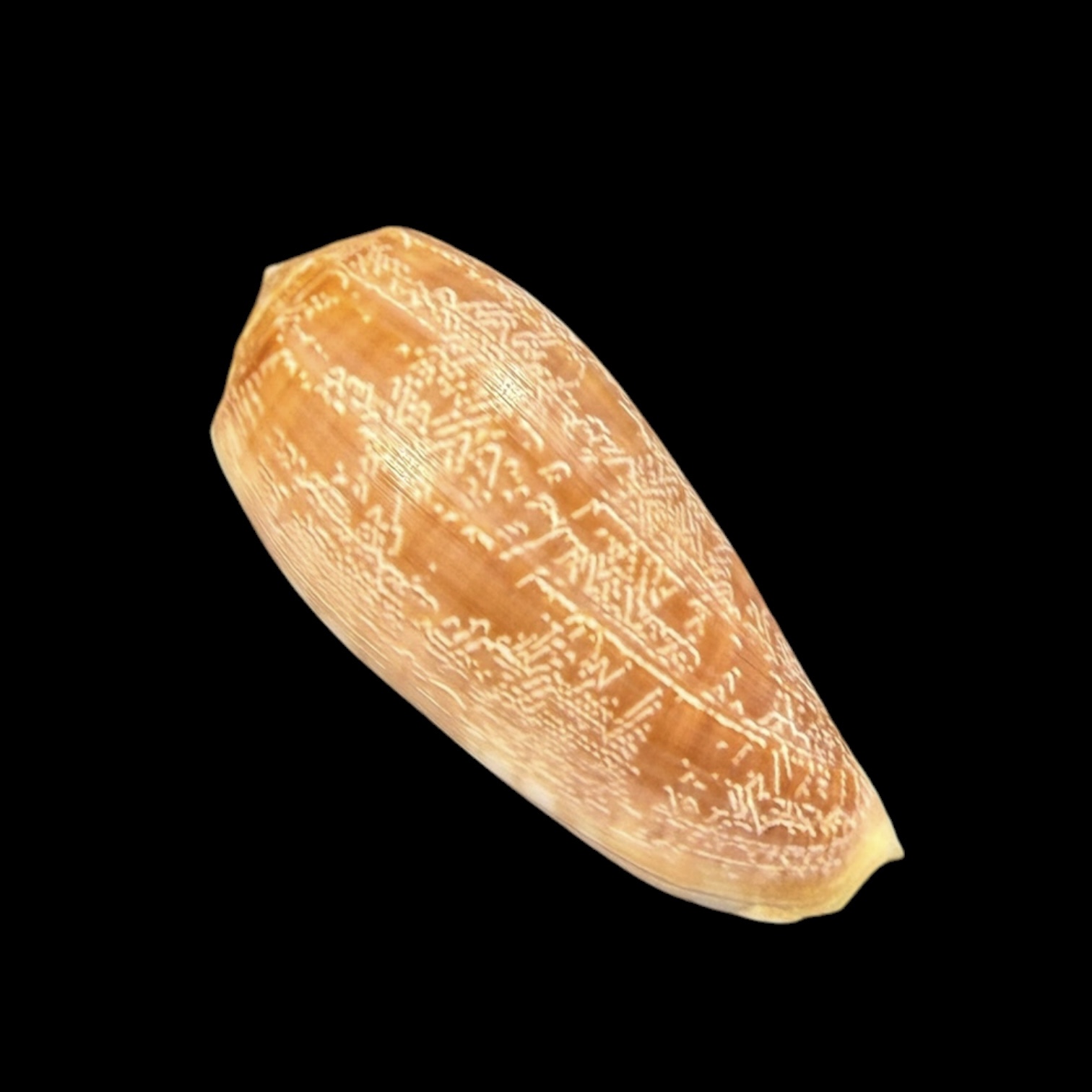 BC428 Conus vicweei - Image 2