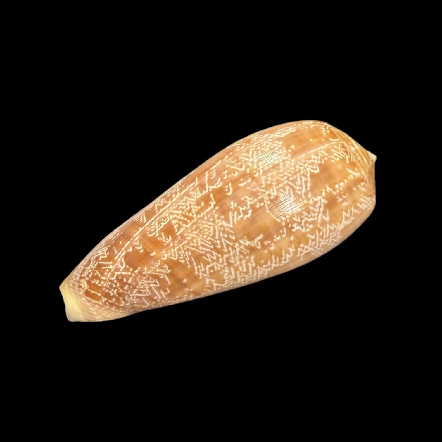 BC428 Conus vicweei - Image 3