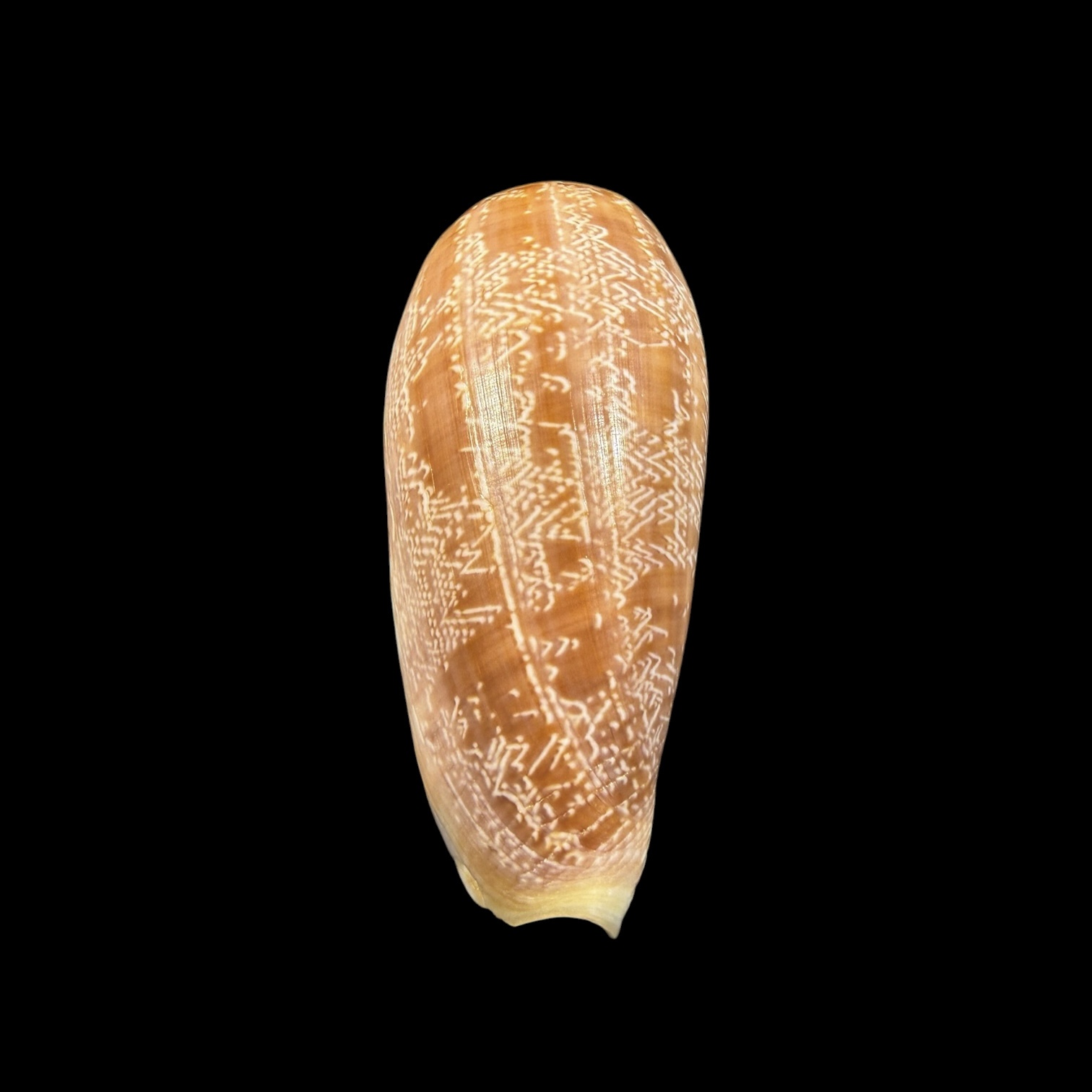 BC428 Conus vicweei - Image 4