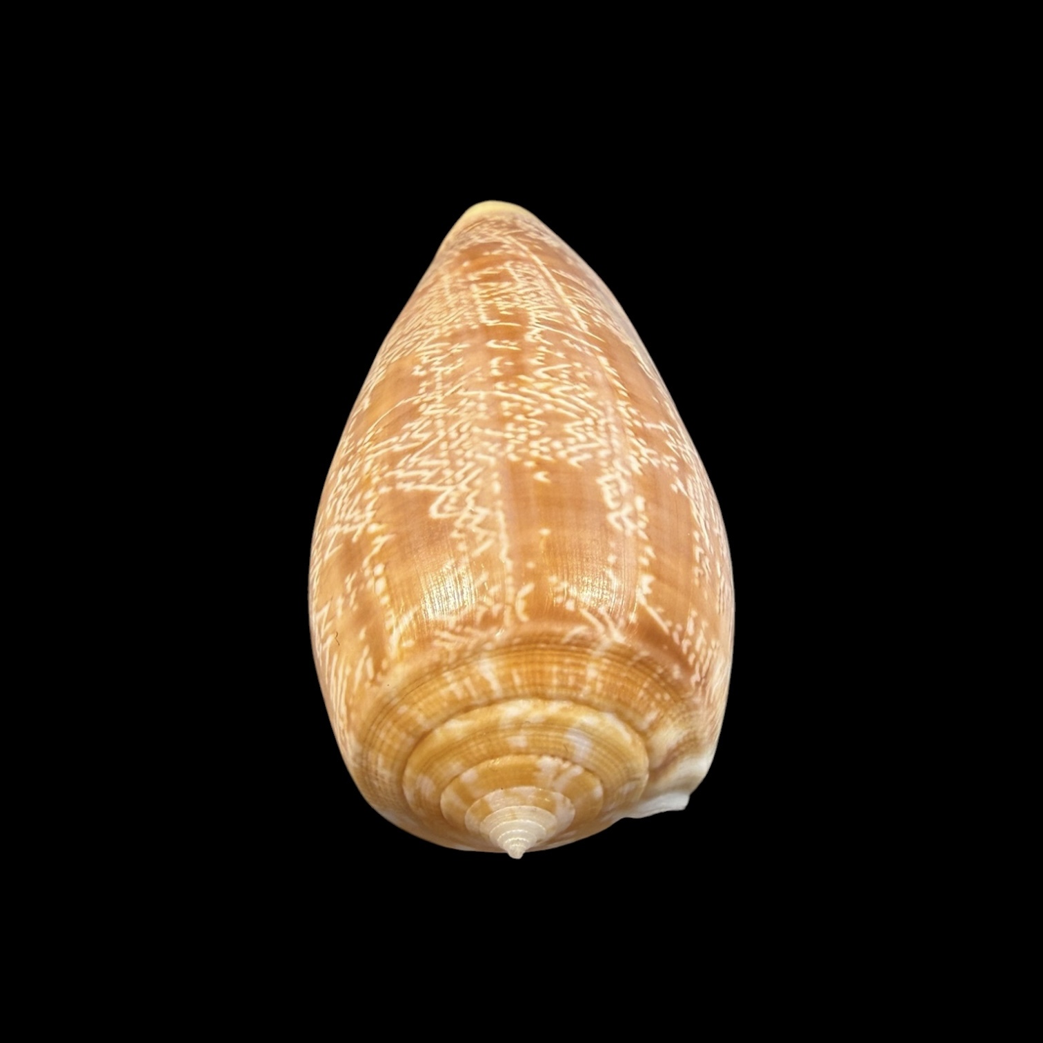BC428 Conus vicweei - Image 5