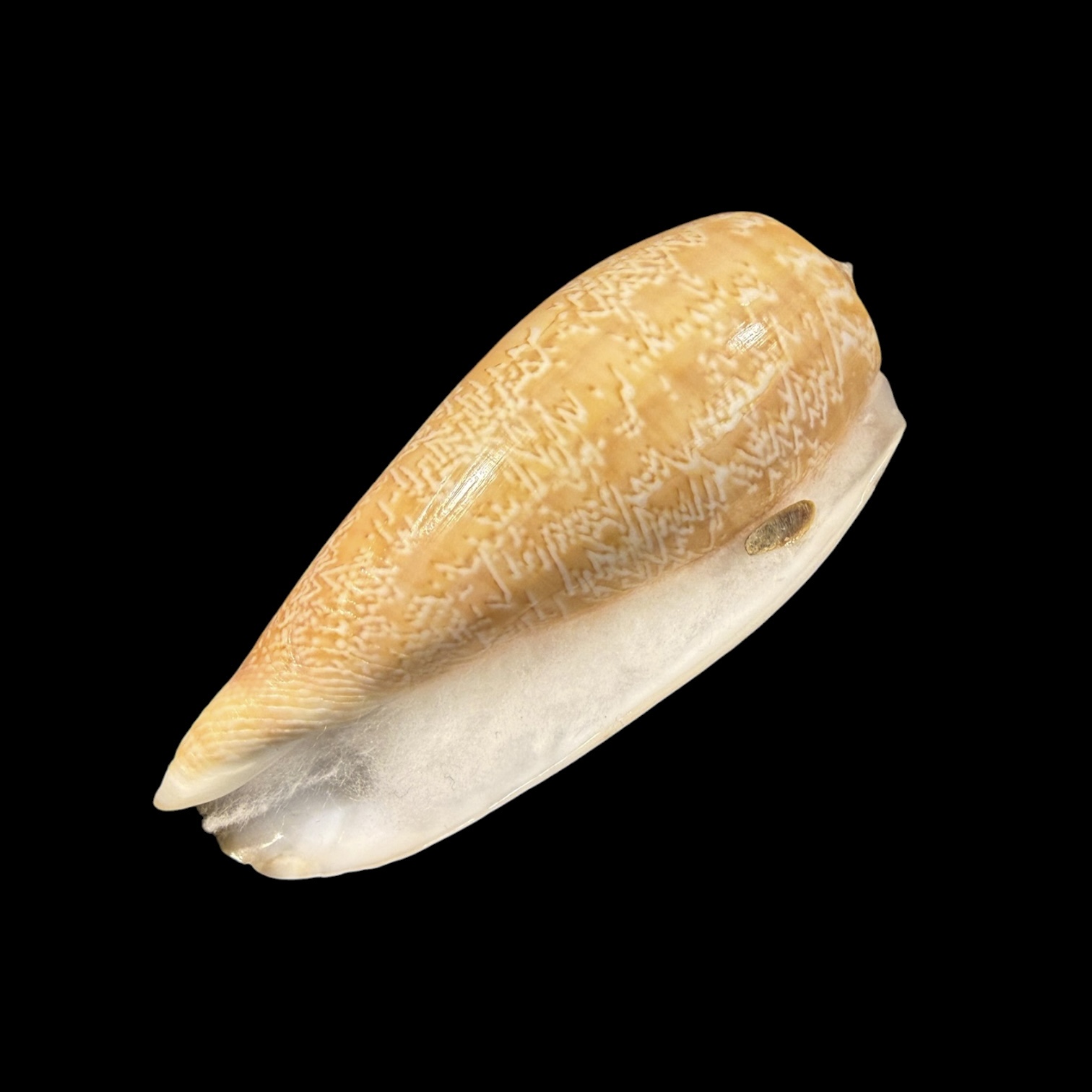 BC428 Conus vicweei - Image 6