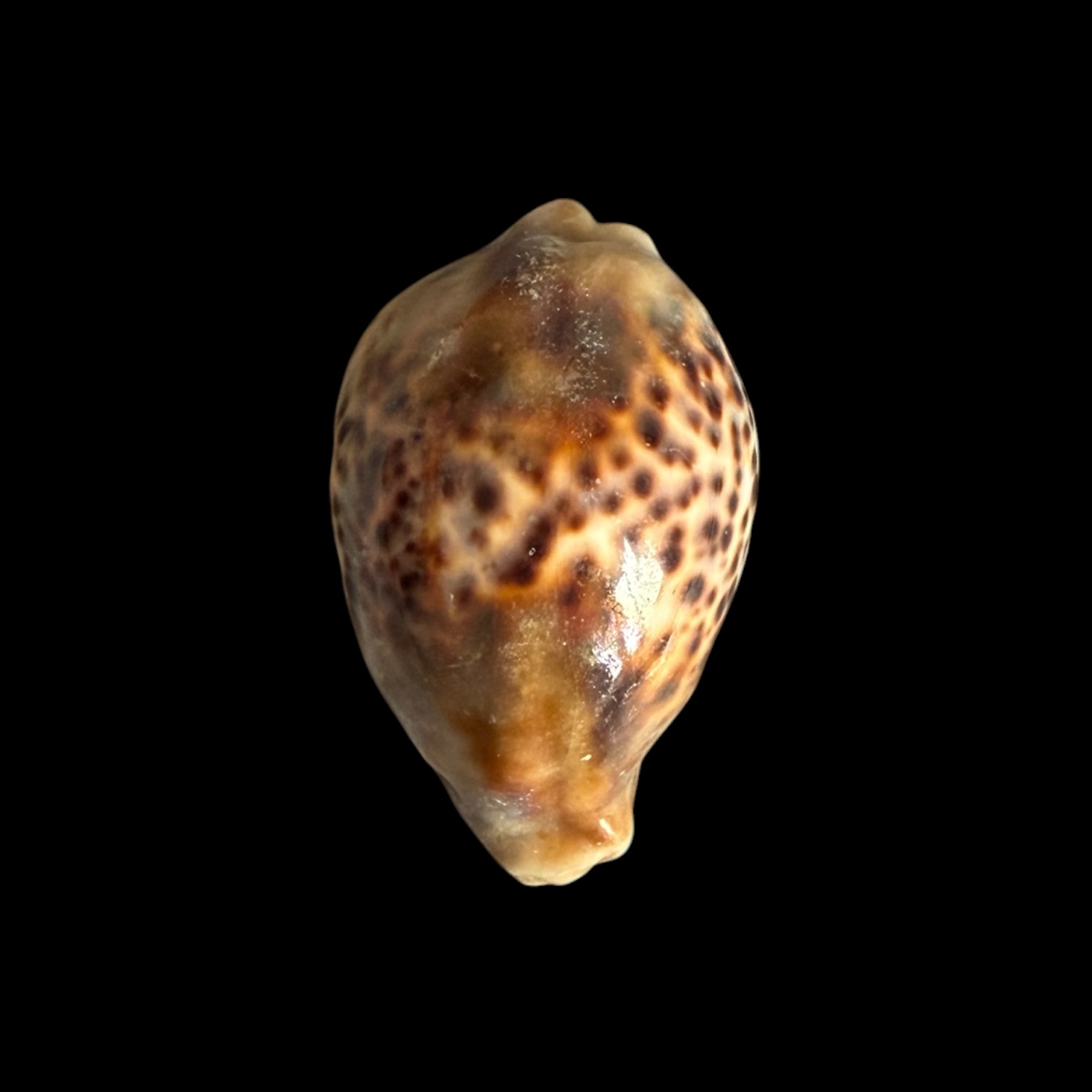 BC430 Cypraea tigris - HEAVY LIKE a STONE