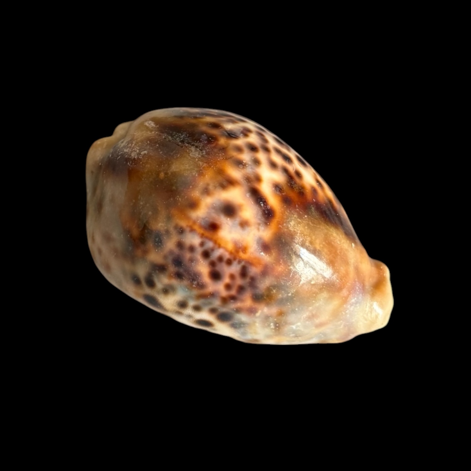 BC430 Cypraea tigris - HEAVY LIKE a STONE - Image 2