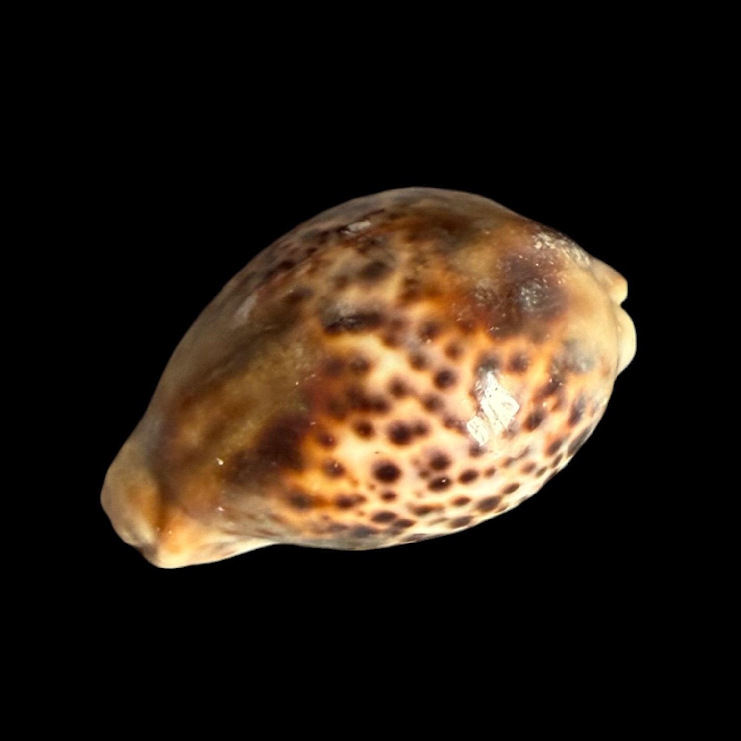 BC430 Cypraea tigris - HEAVY LIKE a STONE - Image 3