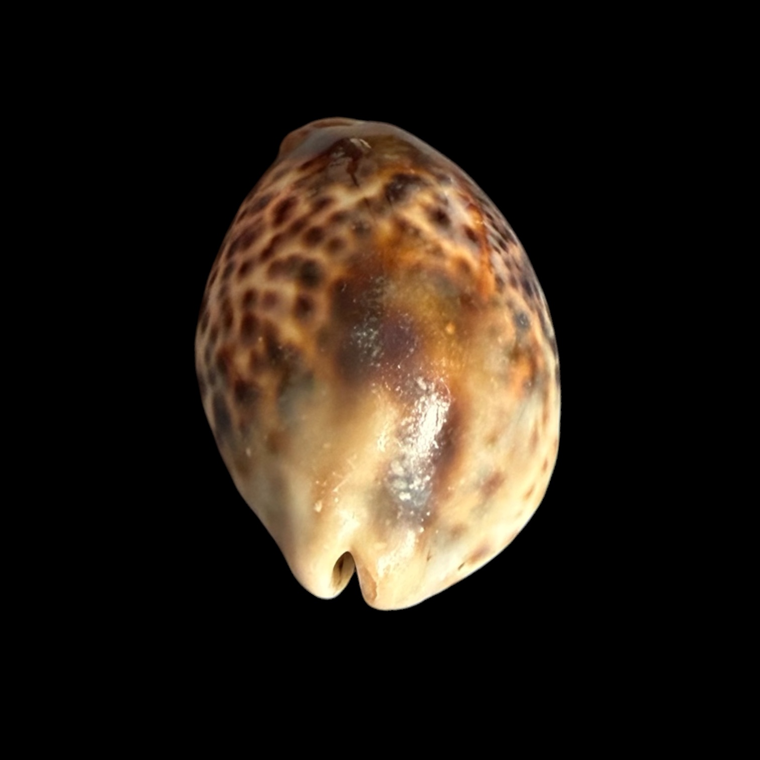 BC430 Cypraea tigris - HEAVY LIKE a STONE - Image 4