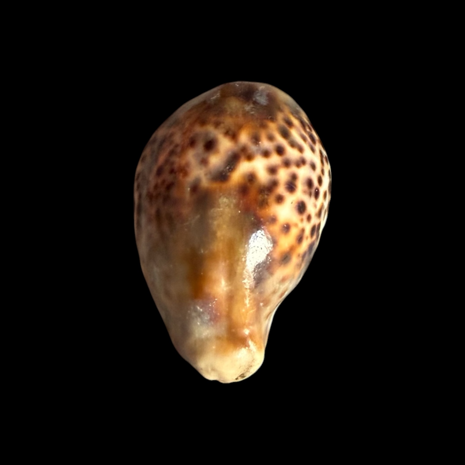 BC430 Cypraea tigris - HEAVY LIKE a STONE - Image 5