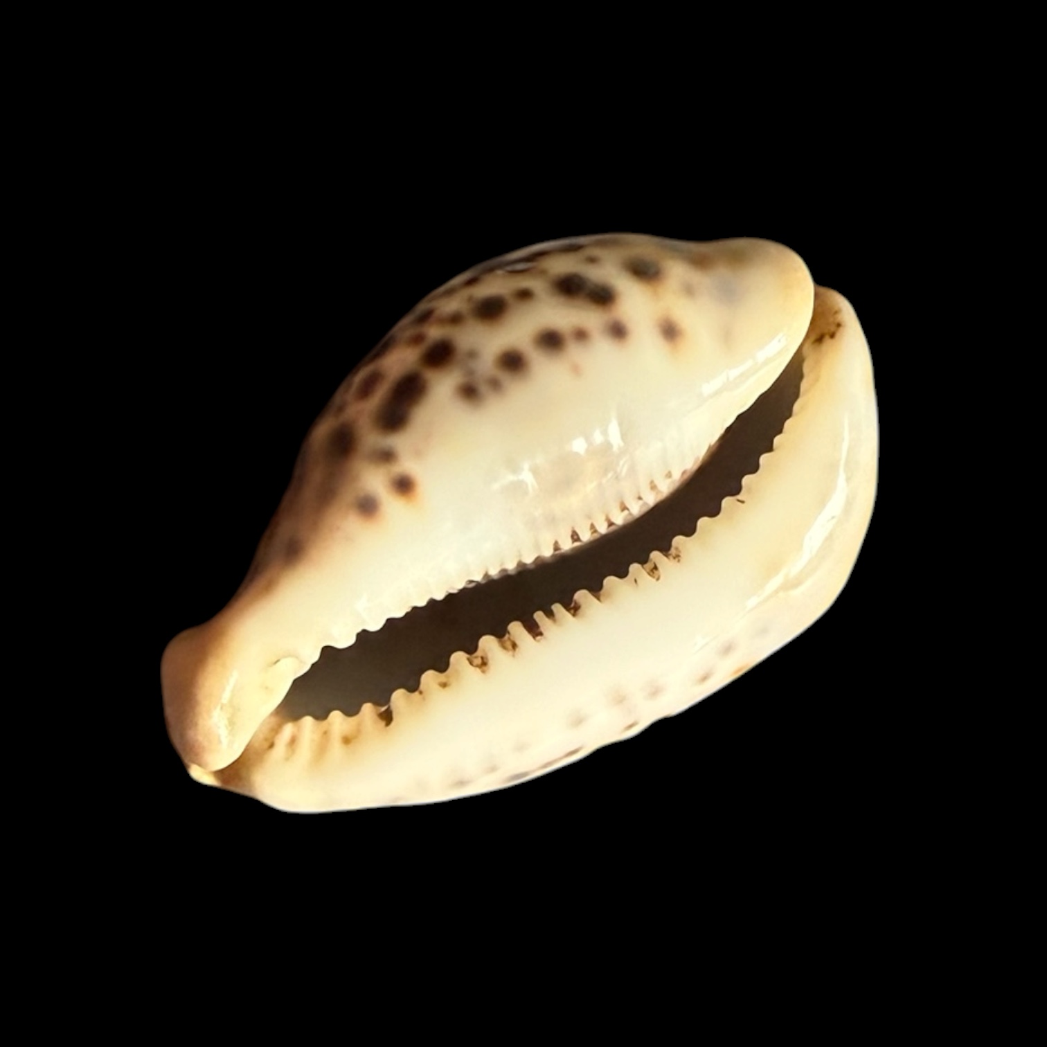 BC430 Cypraea tigris - HEAVY LIKE a STONE - Image 6