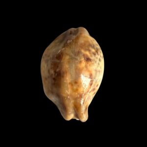BC431 Cypraea tigris - STONE
