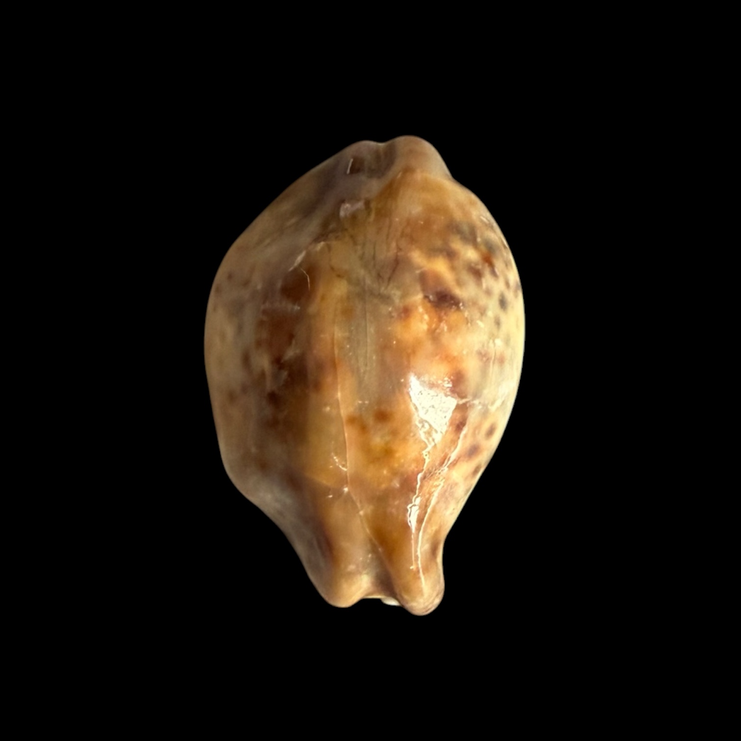 BC431 Cypraea tigris - STONE