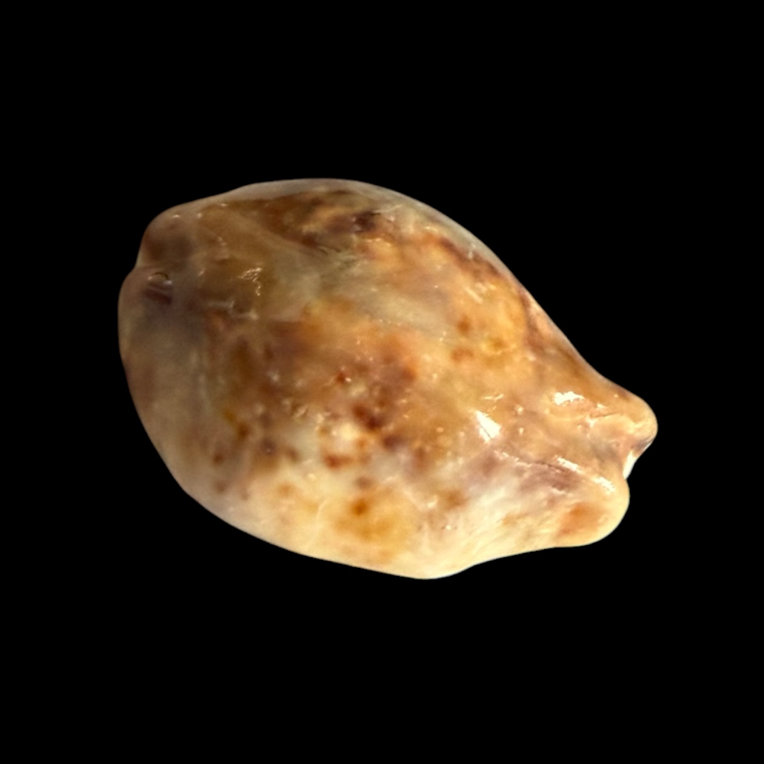 BC431 Cypraea tigris - STONE - Image 2