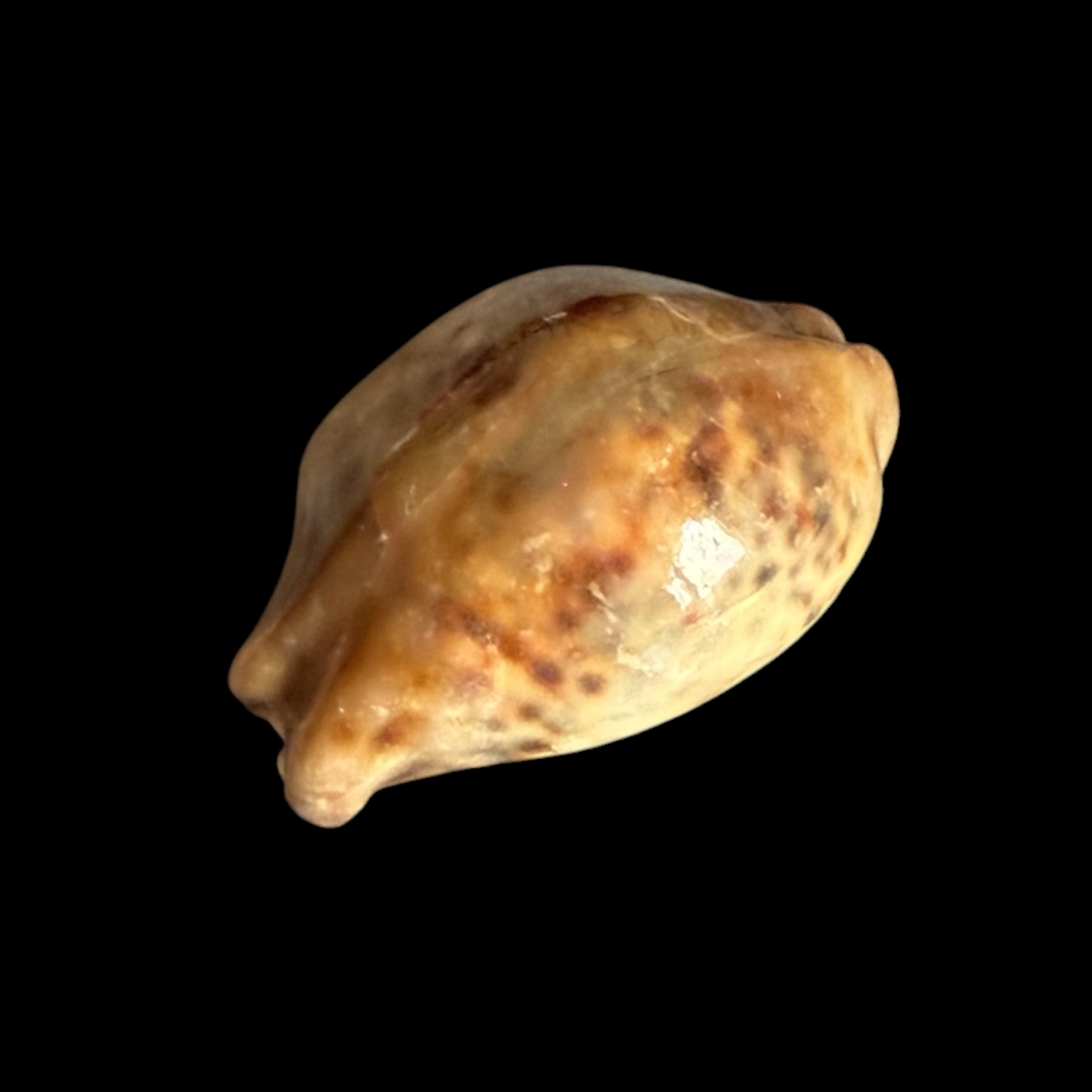 BC431 Cypraea tigris - STONE - Image 3