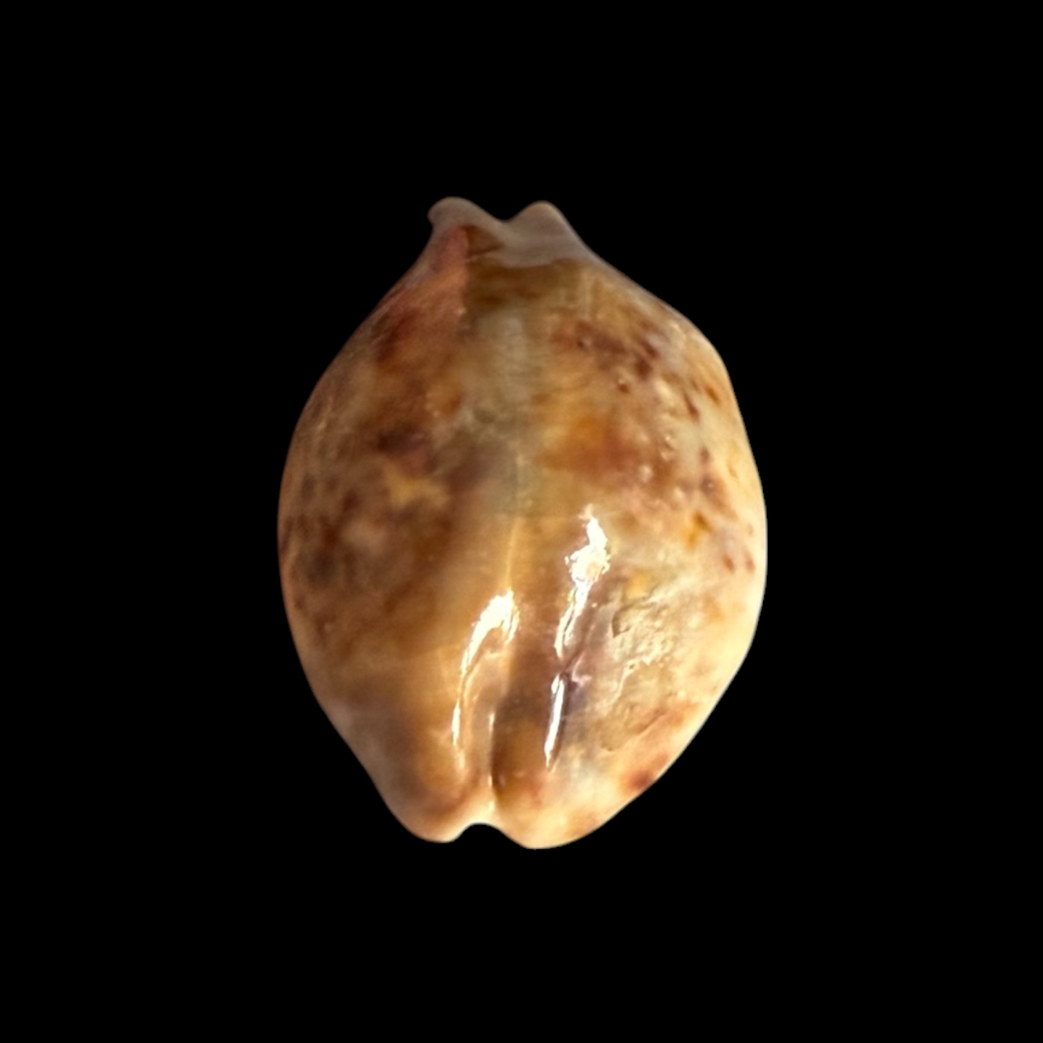 BC431 Cypraea tigris - STONE - Image 4
