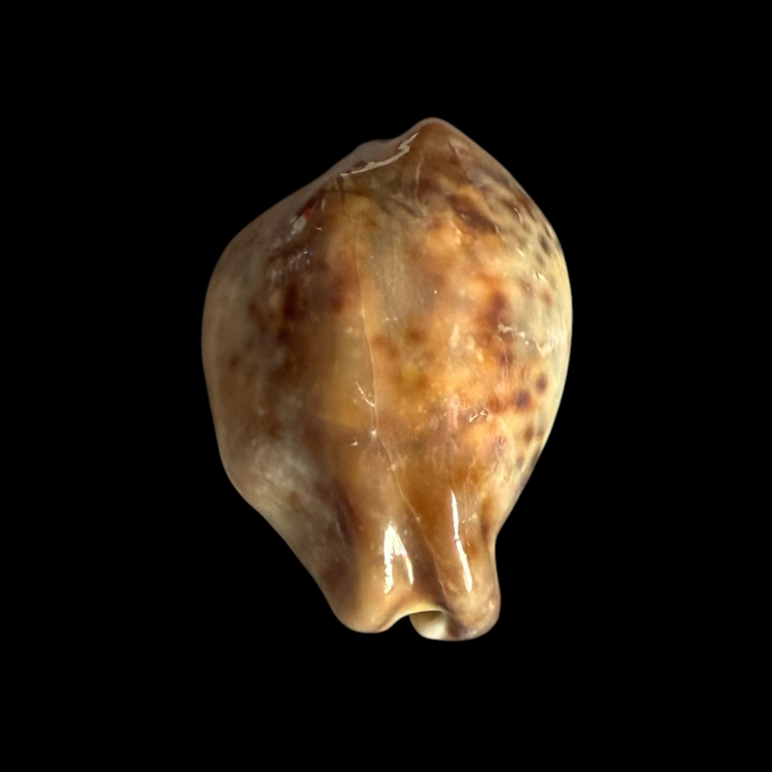 BC431 Cypraea tigris - STONE - Image 5