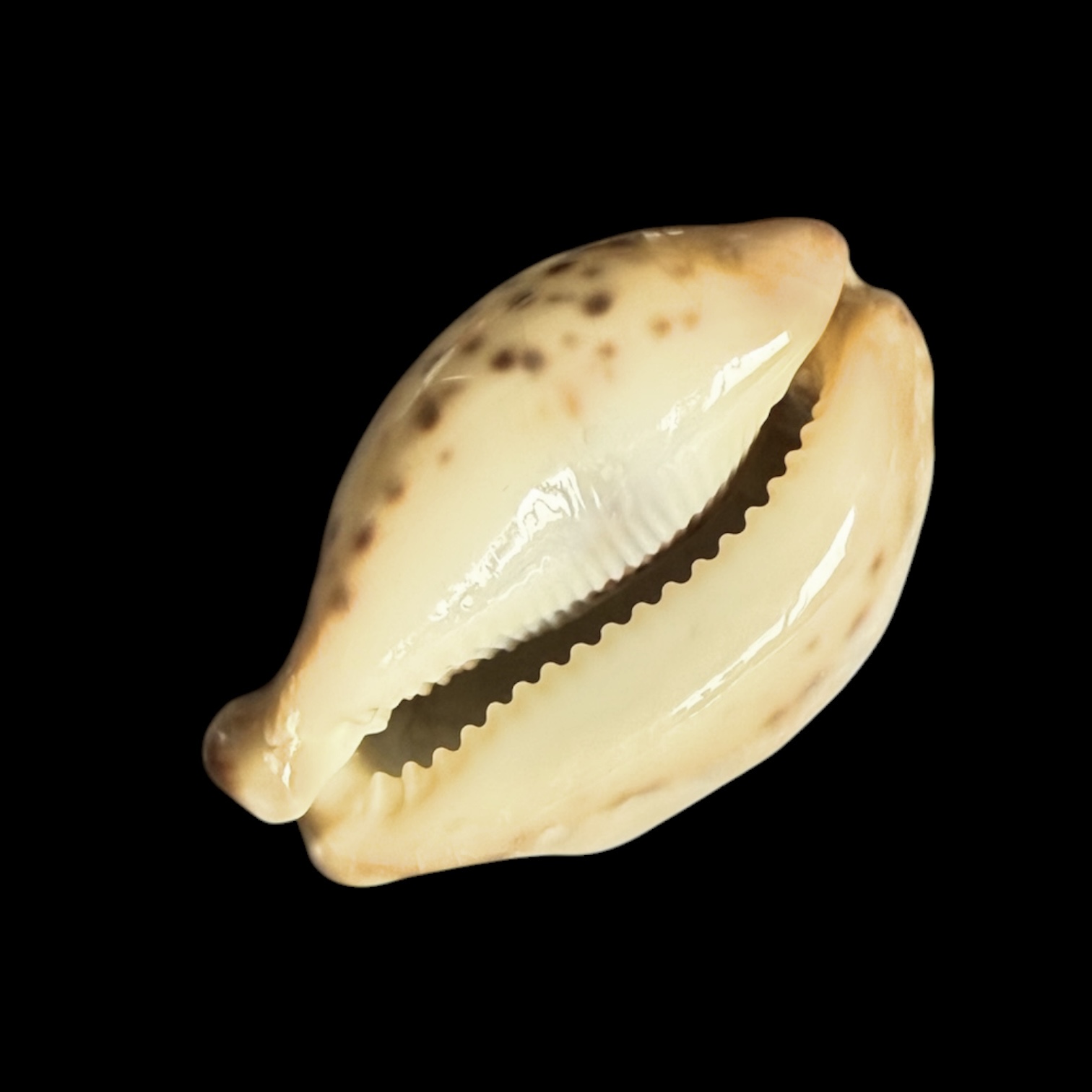 BC431 Cypraea tigris - STONE - Image 6