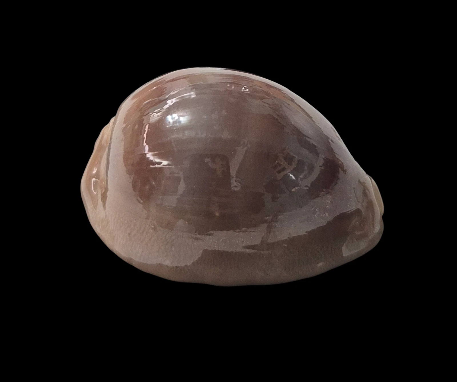 BC213 Lyncina sulcidentata - GOOD SIZE - Image 3