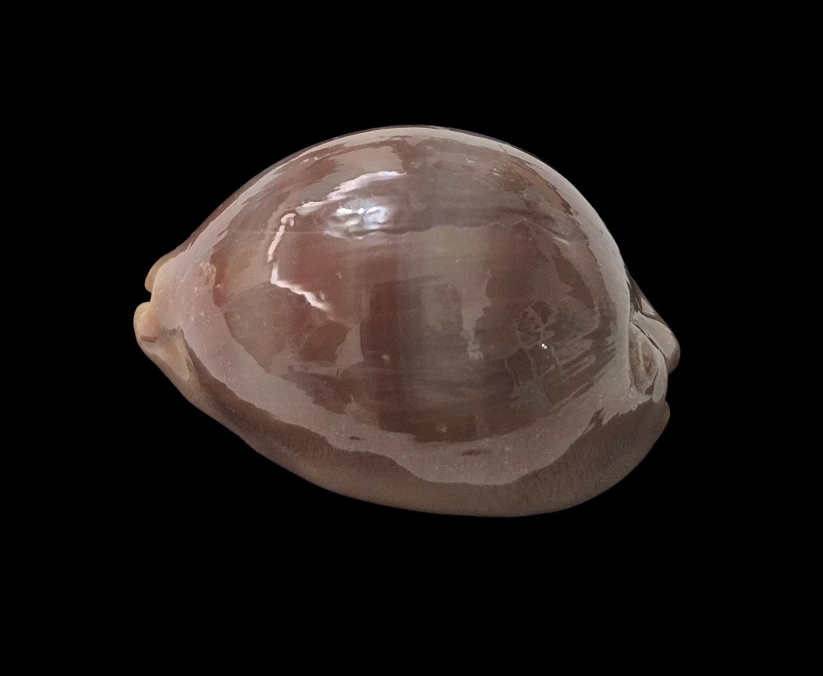 BC213 Lyncina sulcidentata - GOOD SIZE - Image 4