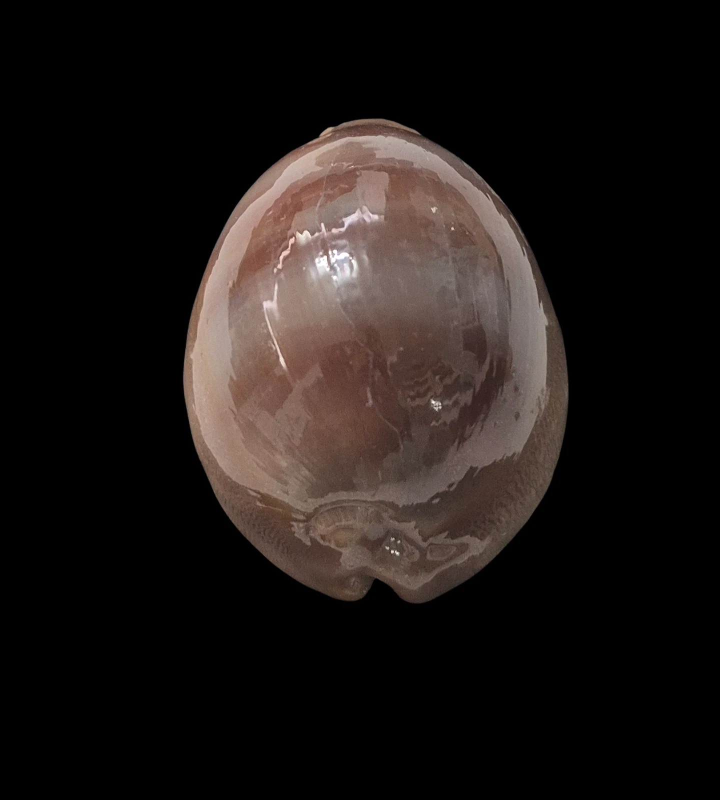 BC213 Lyncina sulcidentata - GOOD SIZE - Image 5