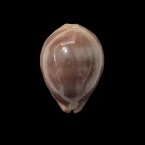 BC213 Lyncina sulcidentata - GOOD SIZE