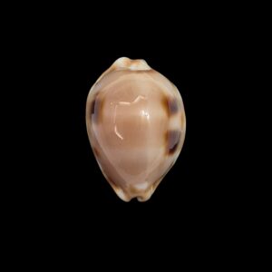BC456 Luria tessellata - HUGE and HEAVY