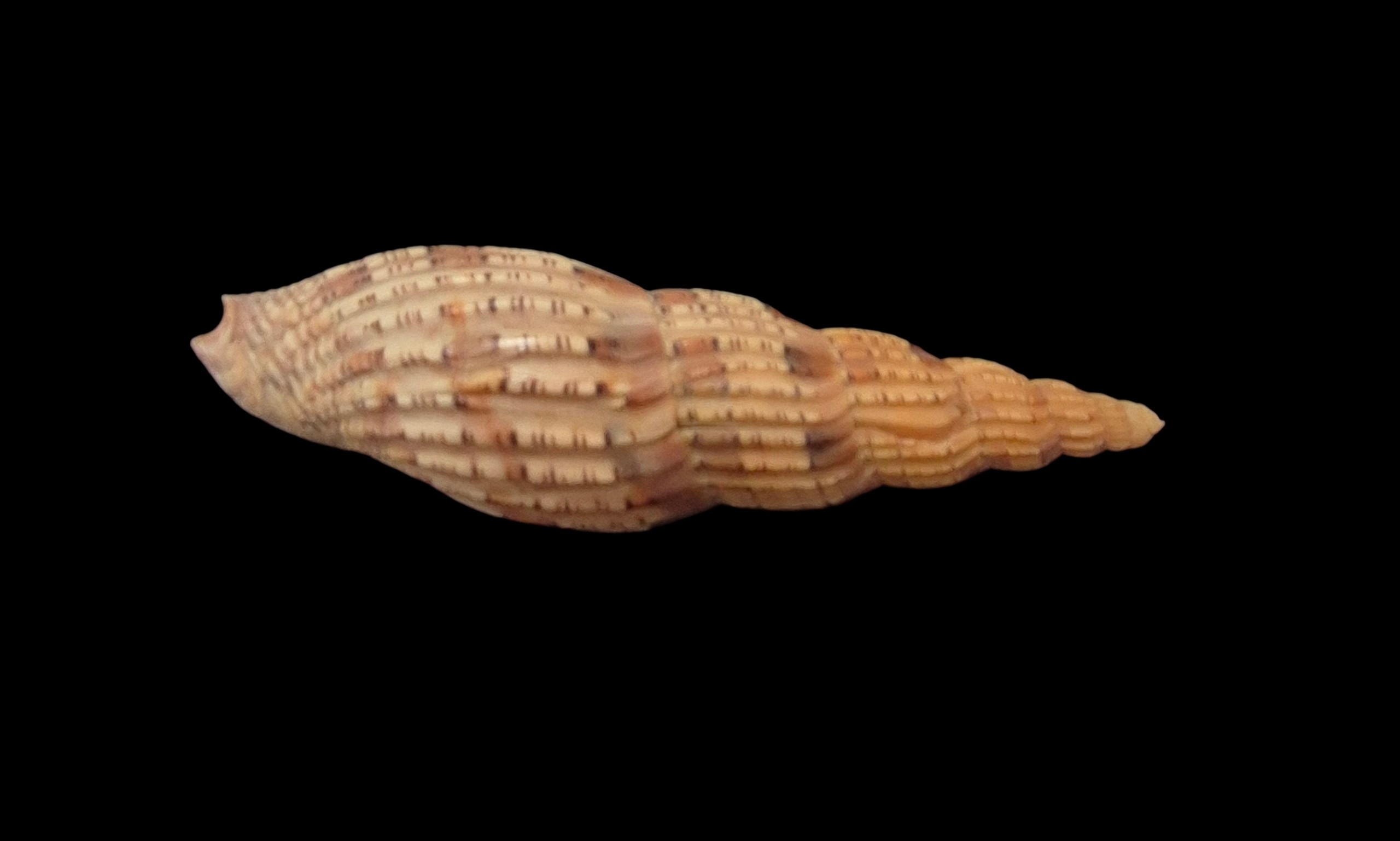 BC053 Lyria lyraeformis - SELECTED - Image 5