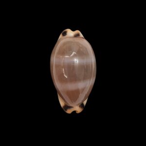 BC451 Luria lurida oceanica - BIG SIZE