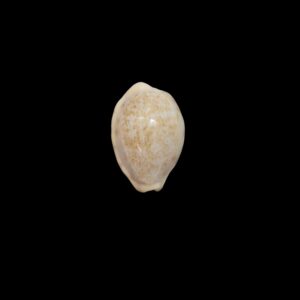 BC454 Ovatipsa chinensis somaliana